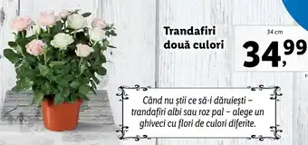 Lidl Lidl florăria trandafiri două culori 34cm Ofertă