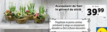 Lidl Lidl florăria aranjament de flori în ghiveci de sticlă 10 - 14 cm Ofertă