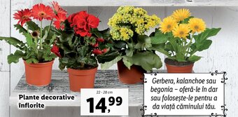 Lidl Lidl florăria Plante decorative înflorite 22-28cm Ofertă