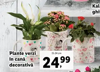 Lidl Lidl florăria Plante verzi în cană decorativă 15-24cm Ofertă
