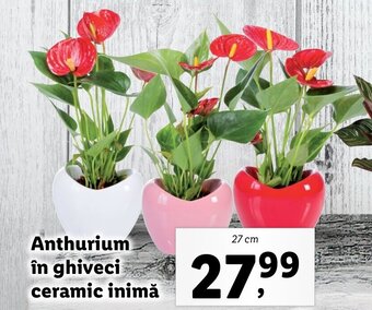 Lidl Lidl florăria Anthurium în ghiveci ceramic inimă 27cm Ofertă