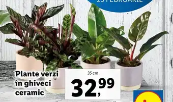 Lidl Lidl florăria Plante verzi în ghiveci ceramic 35cm Ofertă