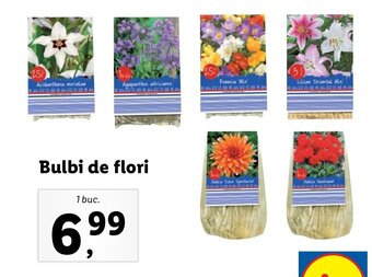 Bulbi de flori 1 buc