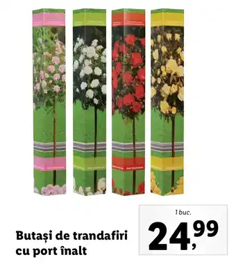 Lidl Butași de trandafiri cu port înalt 1 buc Ofertă