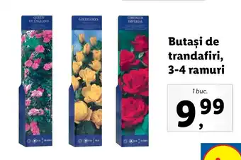 Butași de trandafiri 3-4 ramuri 1 buc