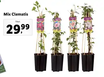 Mix clematis 1 buc