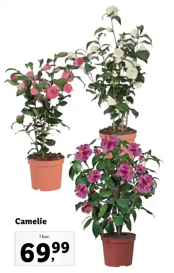 Camelie 1 buc