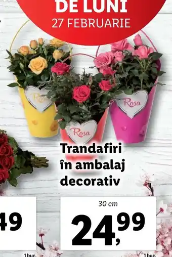 Lidl Lidl florăria trandafiri în ambalaj decorativ 30 cm Ofertă