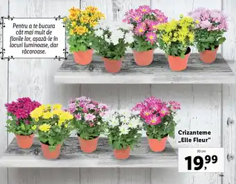 Lidl Lidl florăria crizanteme "elle fleur" 30cm Ofertă