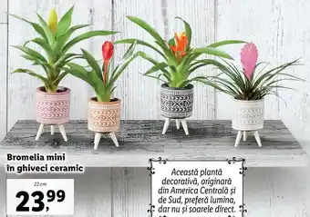 Lidl Lidl florăria bromelia mini în ghiveci ceramic 22cm Ofertă
