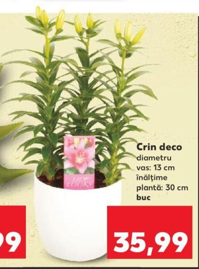 Kaufland Crin deco 1 buc Ofertă