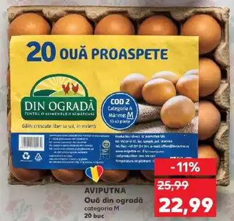 Kaufland Aviputna ouă din ogradă 20 buc Ofertă