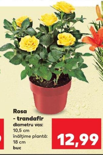 Kaufland Rosa - trandafir 1 buc Ofertă