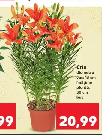 Kaufland Crin 1 buc Ofertă