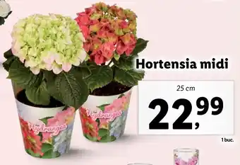 Lidl Lidl florăria hortensia midi 25cm Ofertă