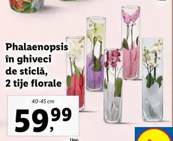 Lidl Lidl florăria phalaenopsis în ghiveci de sticlă 2 tije florale 40-45cm Ofertă