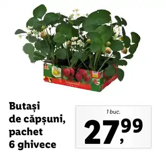 Butași de căpșuni pachet 6 ghivece 1 buc
