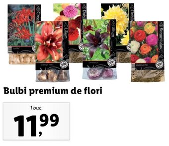 Lidl Bulbi premium de flori 1 buc Ofertă