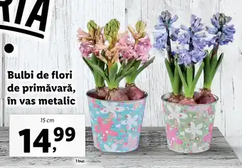 Lidl Lidl florăria bulbi de flori de primăvară în vas metalic 15cm Ofertă