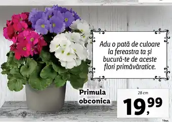 Lidl Lidl florăria primula obconica 28cm Ofertă