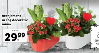 Lidl Lidl florăria aranjament în coș decorativ inimă 8-16cm Ofertă