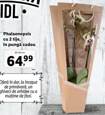 Lidl Lidl florăria phalaenopsis cu 2 tije în pungă cadou 60-65cm Ofertă