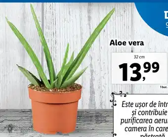 Lidl Lidl florăria aloe vera 32cm Ofertă