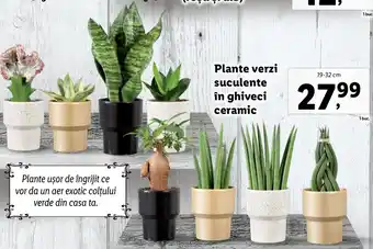 Lidl Lidl florăria plante verzi suculente în ghiveci ceramic 19-32cm Ofertă