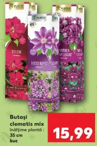 Yurta butași clematis mix 35 cm 1 buc