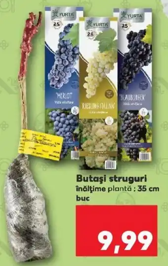 Kaufland Yurta butași struguri 35 cm 1 buc Ofertă