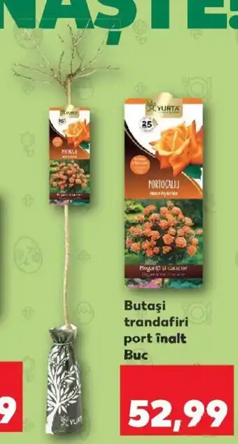 Kaufland Yurta butași trandafiri port înalt 1 buc Ofertă