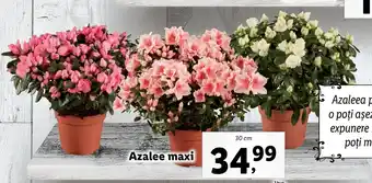 Lidl florăria azalee maxi 30cm