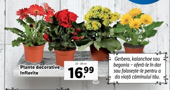 Lidl Lidl florăria plante decorative înflorite 22 - 28cm Ofertă