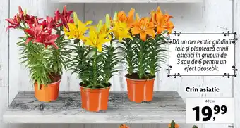 Lidl Lidl florăria crin asiatic 40cm Ofertă