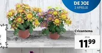 Lidl Lidl florăria crizantema 22cm Ofertă