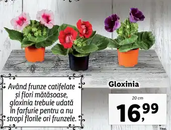 Lidl Lidl florăria gloxina 20cm Ofertă