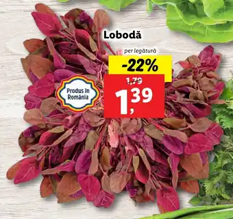 Lidl piața lobodă per legătură
