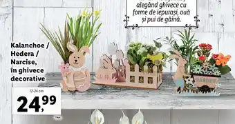 Lidl Lidl florăria kalanchoe / hedera / nacrise în ghivece decorative 12-24cm Ofertă