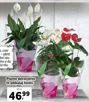 Lidl Lidl florăria plante decorative în ambalaj festiv 60cm Ofertă