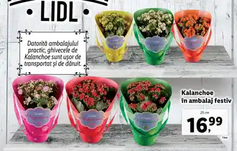 Lidl Lidl florăria kalanchoe în ambalaj festiv 25cm Ofertă