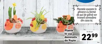 Lidl Lidl florăria plante în vas decorativ de paște 10-20cm Ofertă