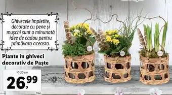 Lidl Lidl florăria plante în ghiveci decorativ de paște 10-20cm Ofertă
