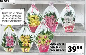 Lidl florăria aranjament orhidee cymbidium 32cm