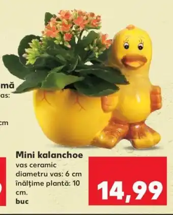 Kaufland Mini kalanchoe buc Ofertă