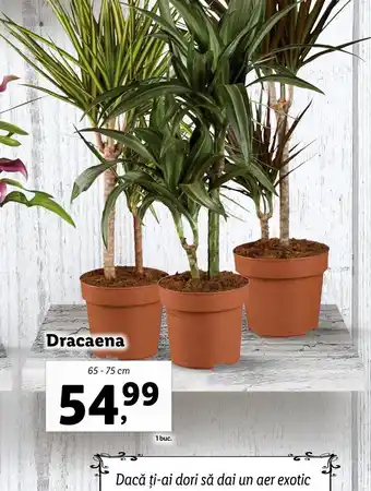 Lidl FLORARIA LIDL Dracaena 65-75cm Ofertă