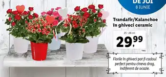 Lidl FLORARIA LIDL Trandafir/Kalanchoe în ghiveci ceramic 25-28cm Ofertă