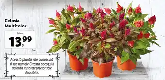 FLORARIA LIDL Celosia Multicolor 30 cm
