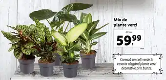 Lidl FLORARIA LIDL Mix de plante verzi 60 cm Ofertă