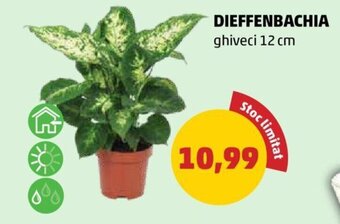 Penny DIEFFENBACHIA ghiveci 12 cm Ofertă