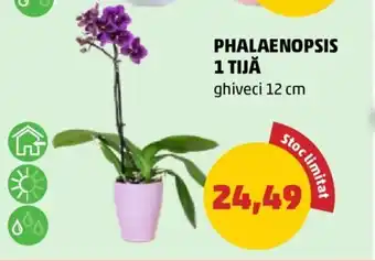 Penny PHALAENOPSIS 1 TIJĂ ghiveci 12 cm Ofertă